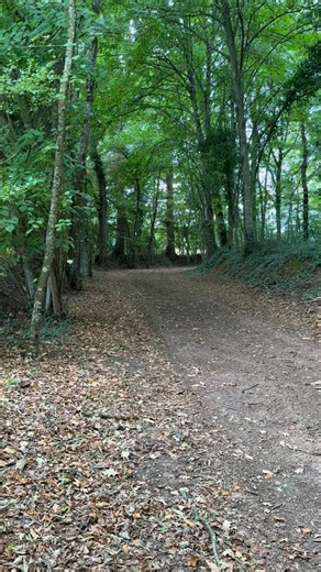 🚐🌲 La 2CV Fourgonnette AK 400 reprend vie après un gros travail mécanique 🔧✨ Quel plaisir de la voir filer dans les petits chemins de la Sarthe… la forêt en décor, et l’âme 2CV toujours au rendez-vous ❤️. #2cv #ak400 #citroen2cv #voituresanciennes #passion2cv #sarthe | L'Atelier de la Deuche