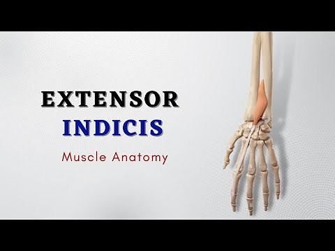 Extensor Indicis Muscle Anatomy | Muscle of Posterior Forearm | Doctor Speaks