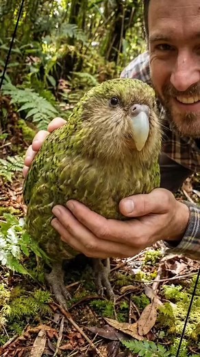 El Kakapo: El loro que no vuela y huele a flores
