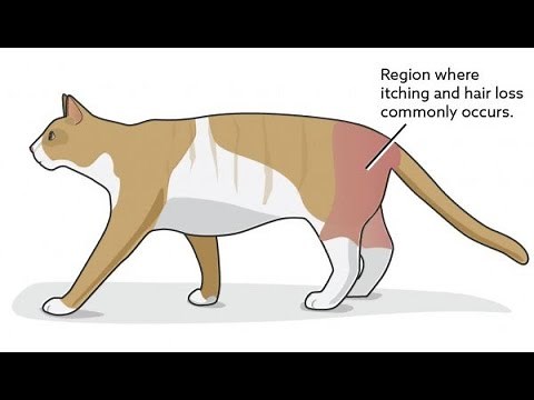 Cat Overgrooming Causes and Treatment: What You Need to Know!