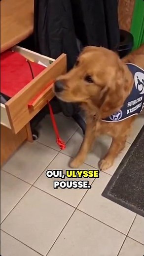 Ulysse, chien d’assistance en action 🐾 | Escalator, béquille, tiroir, portail… il sait tout faire !