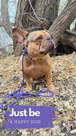 ✨ Meet Ruby, the reactive but overstimulated, insecure Frenchie who couldn’t contain her panic—barking at everything, lunging at everyone, and pulling like crazy on walks. 🐾 After just 5 days in our Stay & Train Program, Ruby is now calm, focused, and well-mannered. No more chaos—just a stable mindset! 💛 💥 Why Choose Our Program? 💥 ✅ FREE training tools ($150 value) ✅ Lifetime training sessions to keep up the good habits! ✅ Exclusive Online Course access ($500 value) ✅ Private Client Forum w