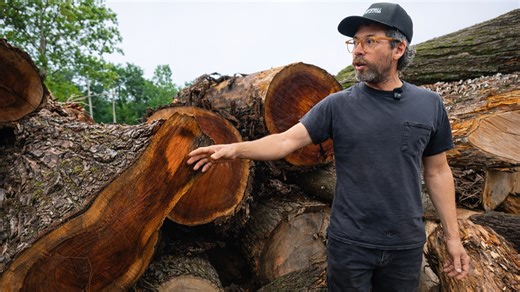 How cities are turning urban trees into high-value products and jobs