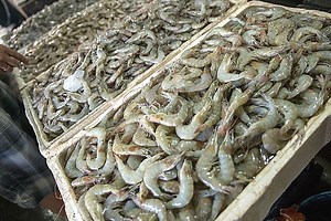 All You Need To Know About Shrimp Farming (A Beginners Guide)