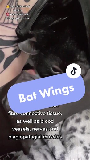 Exploring Bat Wings: Nature's Unique Adaptations