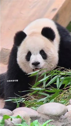 Xiao Ai's Heartflutter: A Touch of Excitement Every Look Back Feelings TechLove