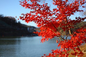 NAMI ISLAND - ULTIMATE GUIDE [KOREA VISIT]