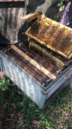 From Hive to Honey 🍯🐝 | Fresh Harvest Day