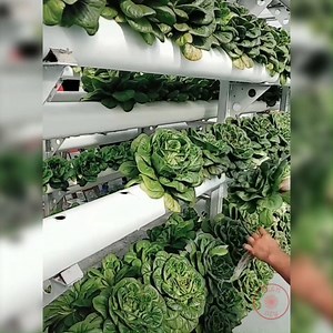 Inside the greenhouse grow hydroponic vegetables | Flowers