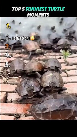 Top 5 Funniest Turtle Moments 🐢