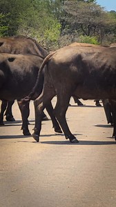 What caught my attention wasn’t the herd. It was the flies swarming them. Often, it’s the smallest details that make you pause. 🪰 #buffalo #smallthings #WildlifeMoments #pause | Hayley Myburgh Safari Guide