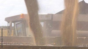 Combine harvester in action on wheat field. Harvester unloading wheat. Close up view of combine harvester pouring a tractor-trailer with grain during harvesting.