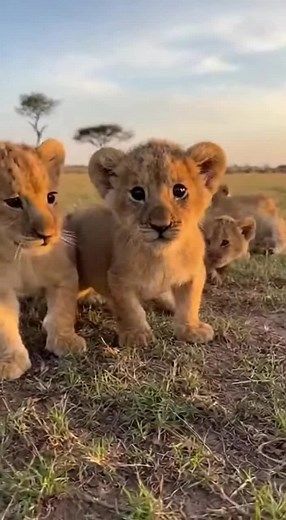 Explore the Beauty of Lion Cubs in the Wild