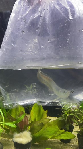 Adopting a Silver Arowana Fish for Your Aquarium