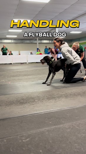 Handling a flyball dog #dogs #dogsports #flyball