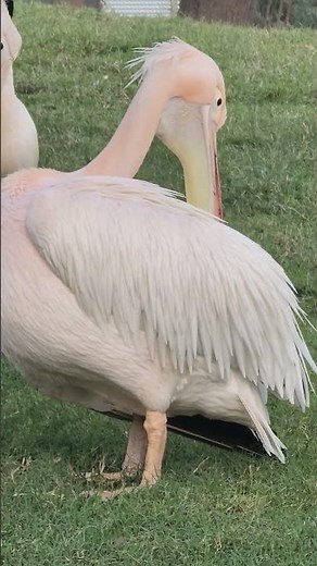 Great White Pelican birds (and their physiology!) #birds #wildlife #pelicans
