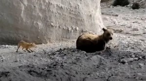 In den Hintern gebissen: Frecher Fuchs ärgert Bären