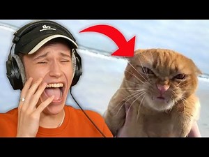 Watching Your HILARIOUS TikToks (w/TommyInnit)