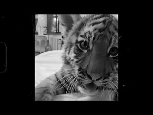 [FREE] Dark Boom Bap Type Beat - "Trap Lab"