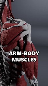 12K views · 170 reactions | Muscles connecting our arm to the body...