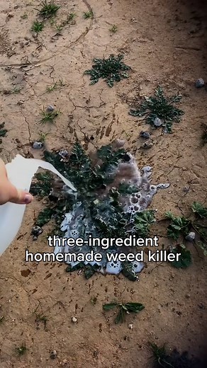 DIY weed killer to keep your gardening ✨ giving ✨ 📹 chezzzi on TikTok https://snssdk1233.onelink.me/bIdt/p2ogm7co | TikTok