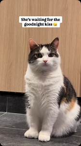 My new neighbor is cat friendly. Thank you neighbor 🙏😻❤️. Elie is in love ❤️🫶 #neighbor #cat #boyfriend | eliethehallwaycat