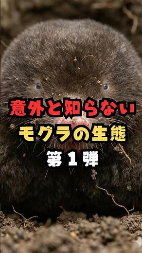 意外と知らないモグラの生態 第1弾