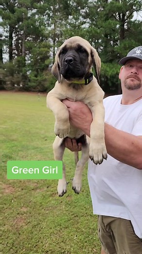 💚🐾💚 #bigpawmastiffs #andGO #nc #englishmastiff #puppy #bigdog #mastiffsoftiktok #EndlessJourney