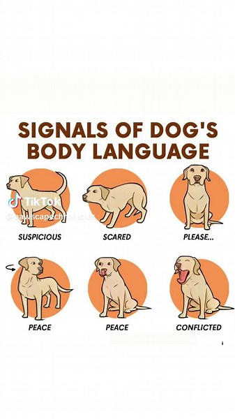 Decoding Your Dog's Body Language: 12 Essential Signals You Need to Know!