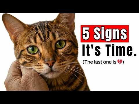 How Cats Say Goodbye Before They Pass (You May Be Missing These Signs) | Feline Facts