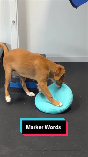 Master Dog Training with Marker Words | Puppy Training