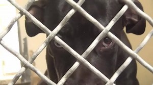 1K views · 84 reactions | This little lady had to grow up fast being...