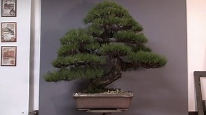 Pinus Thunbergii: The Classic Japanese Black Pine Bonsai Guide
