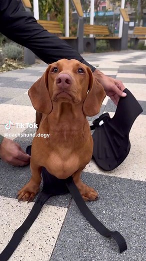 Lovepluspet IVDD Back Brace for Dogs | Support for Intervertebral Disc Disease