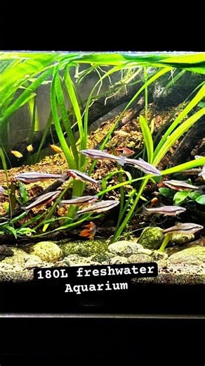 180L fresh water aquarium, natural river setup🌿🍂