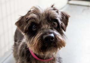 2.3K views · 305 reactions | Blossom is available for adoption in Colorado Springs, CO. Read about her at this link: https://www.petango.com/Adopt/Dog-Schnauzer-Miniature-41255614 Learn about adoption here: https://nmdr.org/our-dogs/adopt/ | National Mill Dog Rescue | Facebook