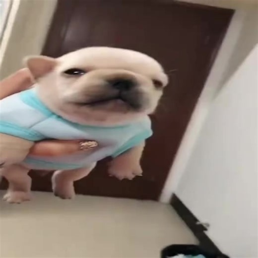 Meet the Adorable Pibble: A French Bulldog Love Story