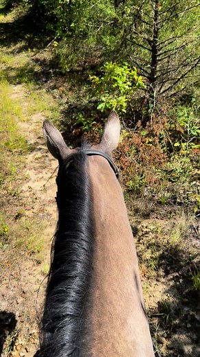 # #After several weeks of healing from an abscess, Vannah and I are finally finding our rhythm again. This afternoon we wandered down my trails, soaking in the beauty of the day and the gift of being back together in motion.In The Horse Lover’s Guide, I wrote that “progress isn’t always about speed—it’s about presence.” Today was living proof. Every step felt like a quiet celebration. #howtotalkhorse #horselover #horsemanship | Kristi Smith