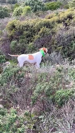 Bolt, pointer inglese in ferma su cinghiale