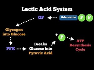 Anatomy - Lactic Acid (Glycolytic) System