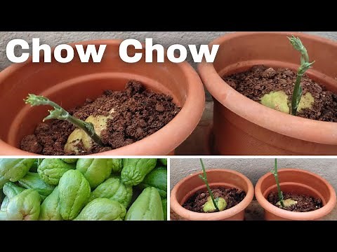 How to grow Chow Chow or Chayote at Home #garden #home #chowchow #chayote