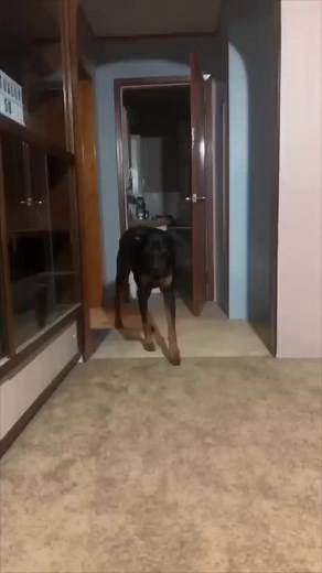 52K views · 1K reactions | This dog will walk in slow motion and then scare his owner  Nicholas James Emmizzie | Heart Touching | Facebook