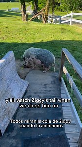 31K views · 2.7K reactions | ZIGGY UPDATENew meds seem to be...