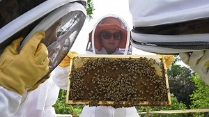 Bees are a "vital part of our ecosystem," and Dickinson's Hive beekeeping cooperative is spreading the message. Check out this video, chock-full of information ... and swarming bees: http://dson.co/2vrWvHF | Dickinson College