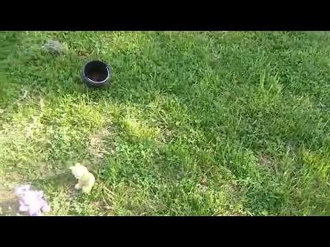 Teletubbies and Friends Segment: Dipsy's Clubhouse + Magical Event: Animal Parade