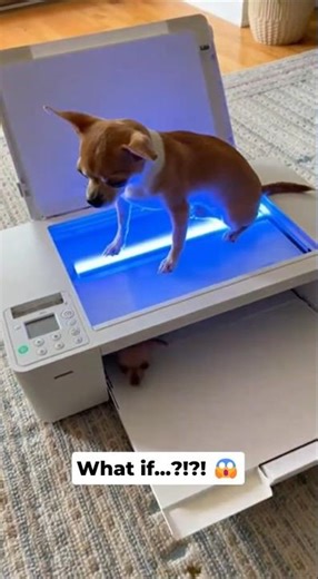 This Chihuahua Puppy Printer "Glitch" is Actually Insane! 😱😂
