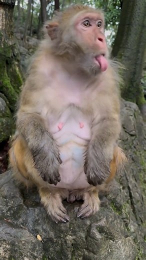 Monkey Gets Pranked with Rotten Egg... Her Reaction Is Gold