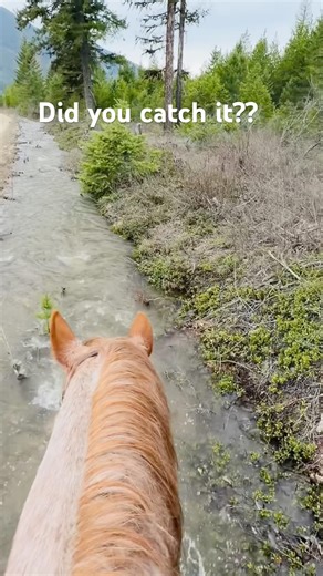 Did you catch it? Comment if you saw it 👀 #horse #asmr #hoofbeats #trailride #shorts