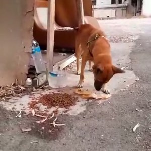 14 reactions · 13 shares | Please share! Just found in Sodeco . Max Dady is feeding her and bought a chicken for her. She has water too. This super friendly female looks dumped. She’s wearing a harness. So many left behind on the dangerous streets. Many! God help! We need a foster home ASAP! Open your homes fir her tonight! Please. Reach this number: 70839291 | APAF ( Animals Pride And Freedom ) | Facebook