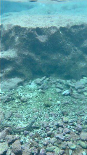 Niue Underwater Reveal – iPhone Dive & Moray Eel #shorts